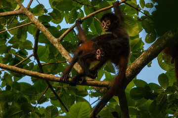 Spider monkeys playing in corcovado national park on the osa peninsula of costa rica