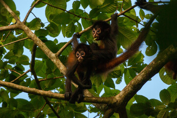 Spider monkeys playing in corcovado national park on the osa peninsula of costa rica