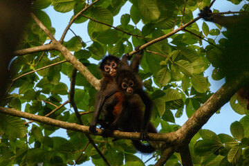 Spider monkeys playing in corcovado national park on the osa peninsula of costa rica - obrazy, fototapety, plakaty