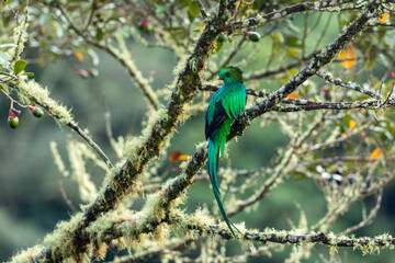 wildlife of the cloud forests of costa rica: the famous quetzal of the maya culture,