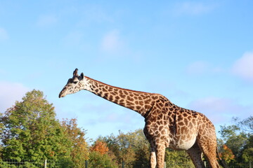giraffe