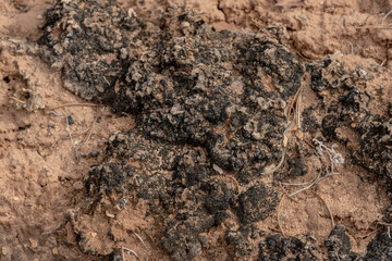 Thick Desert Crust On The Desert Floor