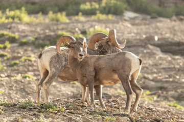 Two Big Horn Sheep Pose On Rocky Outcropping