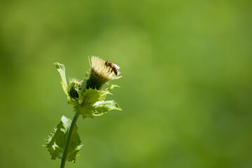 Wilde Kohl-Kratzdistel auch Kohldistel (Cirsium oleraceum) mit Biene | Cabbage thistle or Siberian thistle