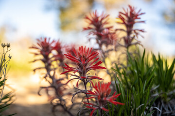 Vibrant Red Paintbrush Flowers In Morning Shade