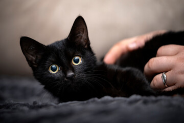 Portret czarnego kota - obrazy, fototapety, plakaty