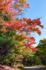 Autumn leaves at Japanese garden of Expo '70 Commemoration Park in Osaka, Japan