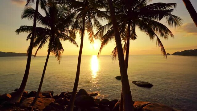 Beautiful coconut palm trees on the beach Phuket Thailand, Phuket Islands Palms trees on the ocean. Palms grove on the seashore with Sunset sky amazing golden light Summer landscape background