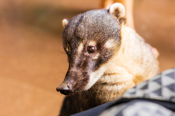 Wild coati from the Foz do Iguaçu Park