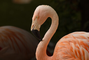 Pink Flamingo © David