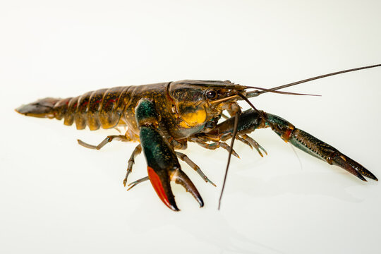 Whole body horizontal photo of a red crawfish on white background, an image of a crayfish isolated.