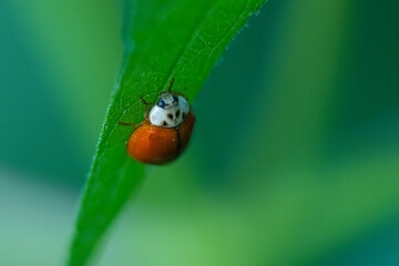 Ladybug