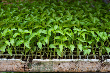 Young green organic vegetables seedlings on farmers market to sell
