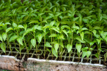 Young green organic vegetables seedlings on farmers market to sell