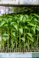 Young green organic vegetables seedlings on farmers market to sell
