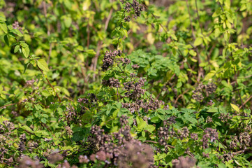 Blossom of oregano or majoram aromatic kitchen herb