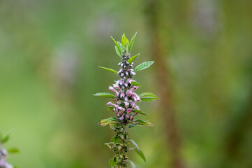 Medicinal plant leonurus cadriaca or motherwort growing in garden