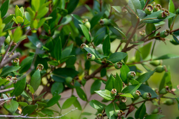 Botanical collection, leaves and berries of myrtus communis or true myrtle plant growing in garden
