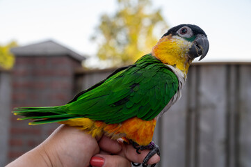 Small colorful Australian lory parrot sitting on hand