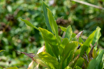 Green leaves of exotic aromatic medicinal plant cardamom close up