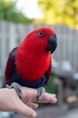 Eclectus female parrot native to the Solomon Islands, Australia, and the Maluku Islands with bright red and purple-blue plumage