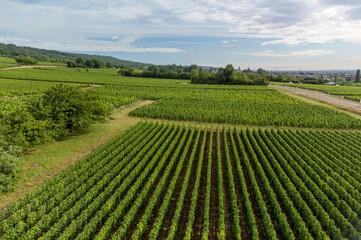 Panoramic view on grand cru vineyards in Côte-d'Or Burgundy winemaking region, Bourgogne-Franche-Comté, France