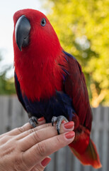 Eclectus female parrot native to the Solomon Islands, Australia, and the Maluku Islands with bright red and purple-blue plumage