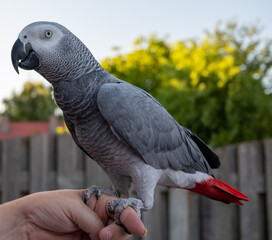 African grey parrot with red tail sitting on hand