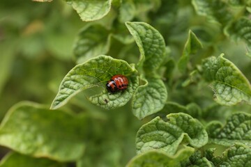 Larva of colorado beetle on potato plant outdoors, closeup