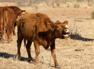 Red Angus Cattle
