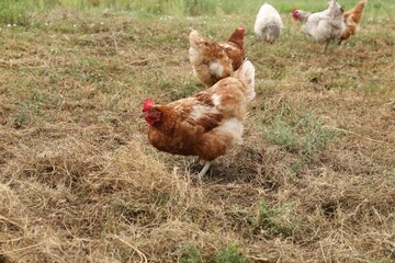 Many beautiful chickens walking on grass outdoors