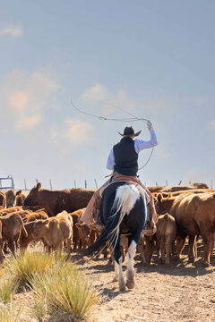 Working Cowboy