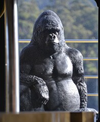 Plastic gorilla outside window is funny and humorous © Australian Stock
