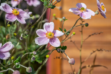 Petites fleurs violettes avec grands pistil et pollen