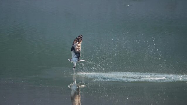 Osprey taking flight from the water after missing a fish it was trying to catch at Palisades Reservoir in Idaho.