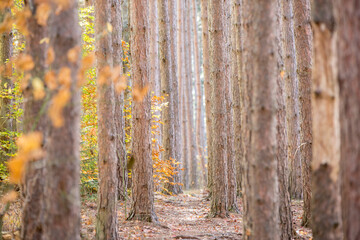 Path through the birch trees in autumn