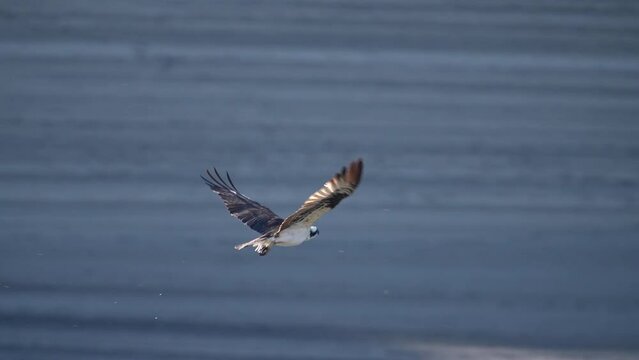 Osprey flying over lake in Idaho as it hunts for fish.