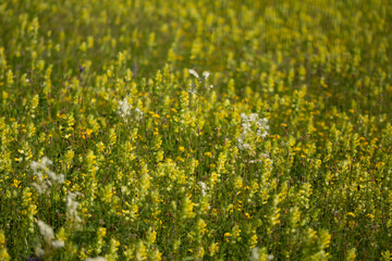 sanziene flowers,Sanziene, the Romanian Midsummer Day,Sanziene - Lady's bedstraw,Galium verum  or yellow bedstraw