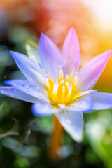 Fototapeta premium lotus flower with sunlight, purple lotus flowers, white purple lotus flowers