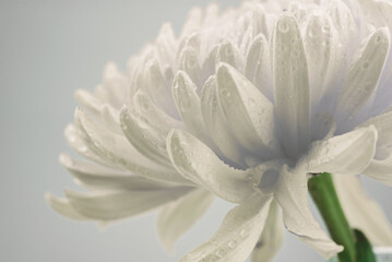 Close-up white flower and white background