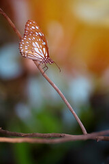 Beautiful butterfly on sunset light background