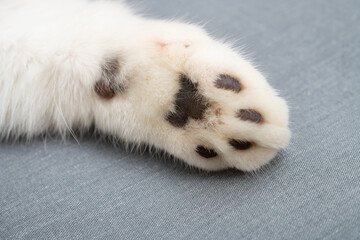 a cats paw close up