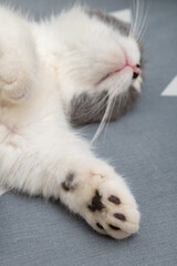 british short hair cat sleeping on the bed comfortablely vertical composition