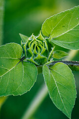 close up of a budding sunflower