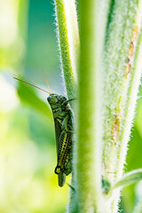 close-up of a grasshopper on the side of a sunflower