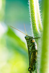 close-up of a grasshopper on the side of a sunflower.