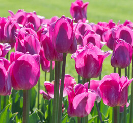 tulips in the garden