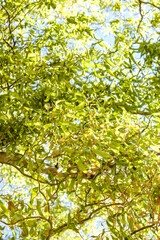 Vivid and leafy Ficus leaves with sky background