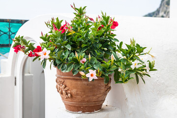 A pot of red and white flowers sitting on a ledge in direct sunlight with white Mediterranean architecture in the background in Positano, Italy, Europe.