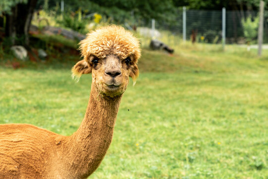 Alpaca Camelid staring with a Questionable Look